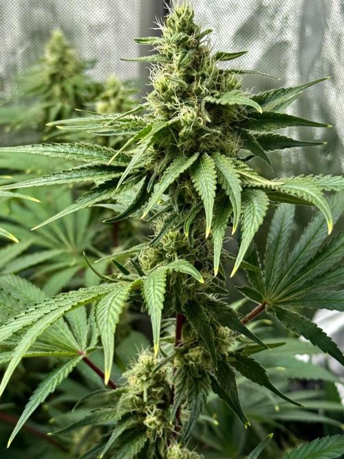 Diesel Dessert. Week 11