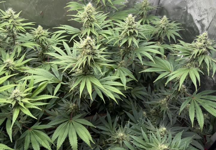 Diesel Dessert. Week 11