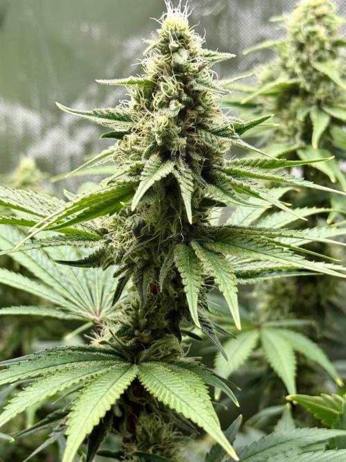 Diesel Dessert. Week 11