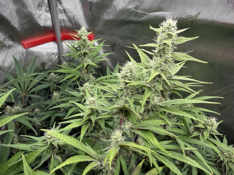 Diesel Dessert. Week 12