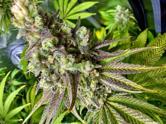 Diesel Dessert. Week 13