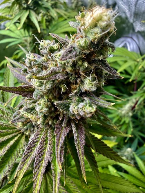 Diesel Dessert. Week 13