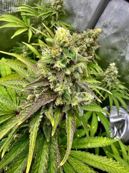 Diesel Dessert. Week 13