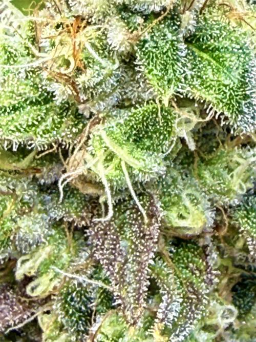 Diesel Dessert. Week 13