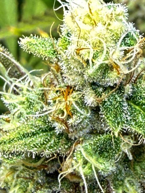 Diesel Dessert. Week 13