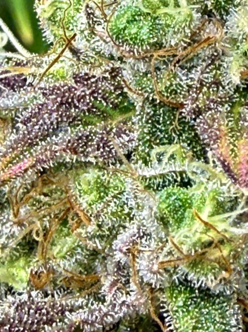 Diesel Dessert. Week 13