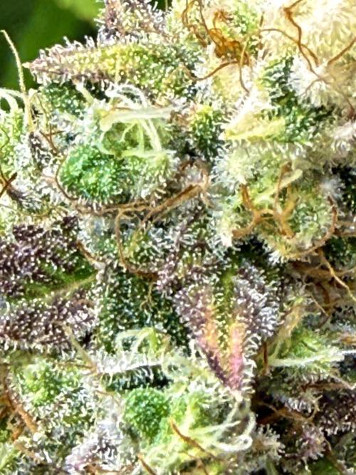 Diesel Dessert. Week 13