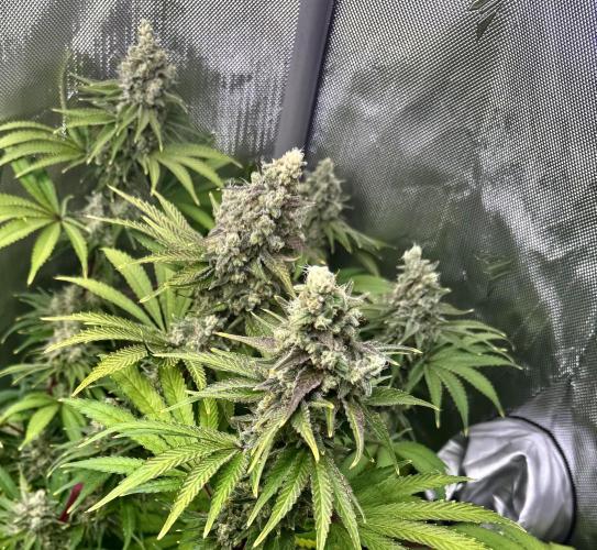 Diesel Dessert. Week 13