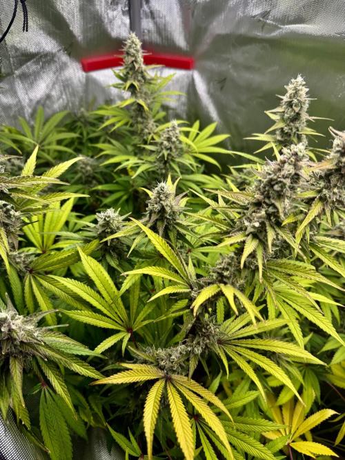 Diesel Dessert. Week 13