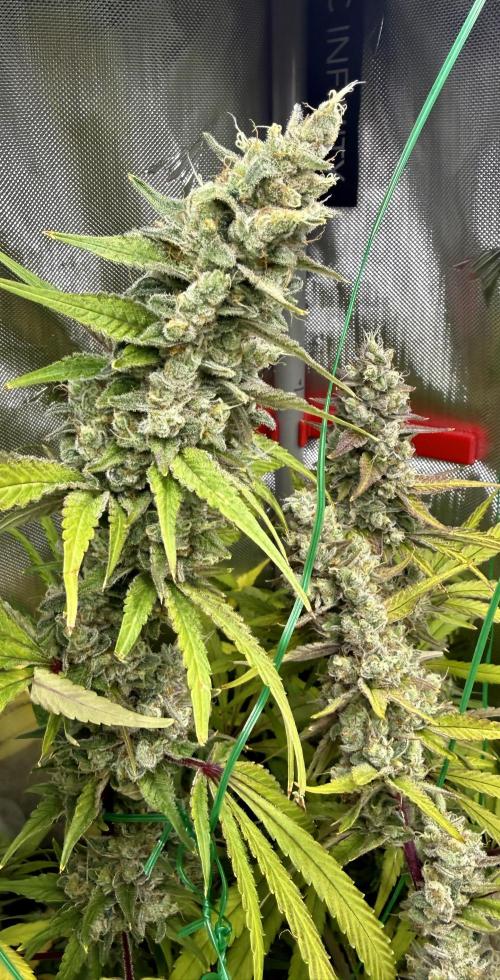 Diesel Dessert. Week 14