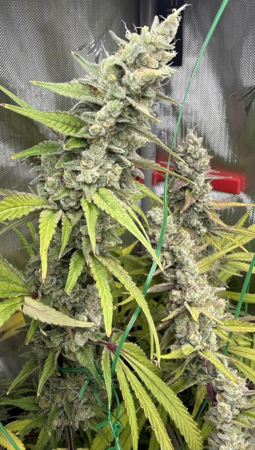 Diesel Dessert. Week 14