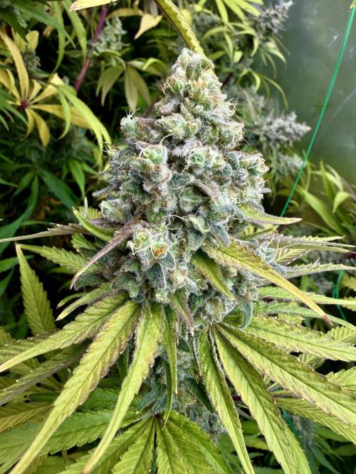 Diesel Dessert. Week 14