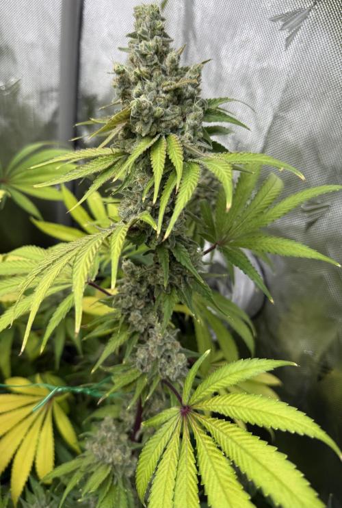 Diesel Dessert. Week 14