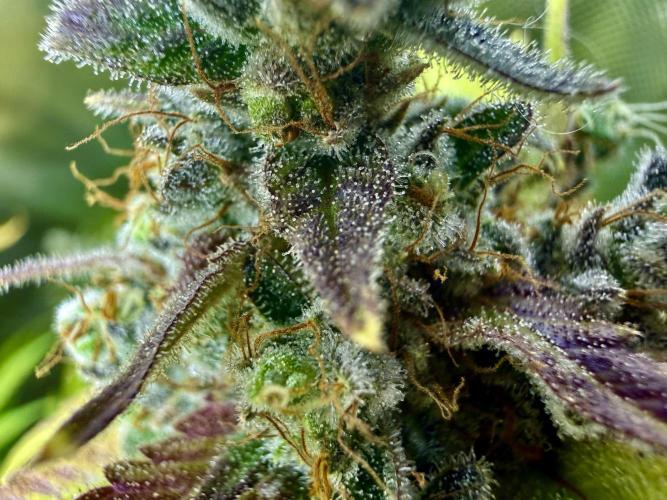 Diesel Dessert. Week 15