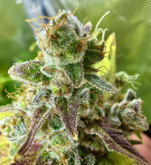 Diesel Dessert. Week 15