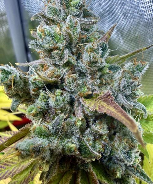 Diesel Dessert. Week 15