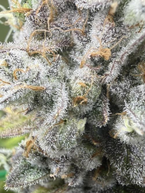 Diesel Dessert. Week 15