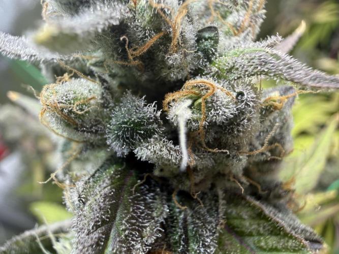Diesel Dessert. Week 15