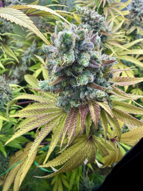 Diesel Dessert. Week 15