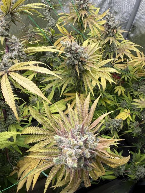 Diesel Dessert. Week 15