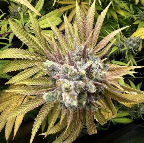 Diesel Dessert. Week 15