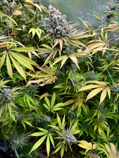 Diesel Dessert. Week 15