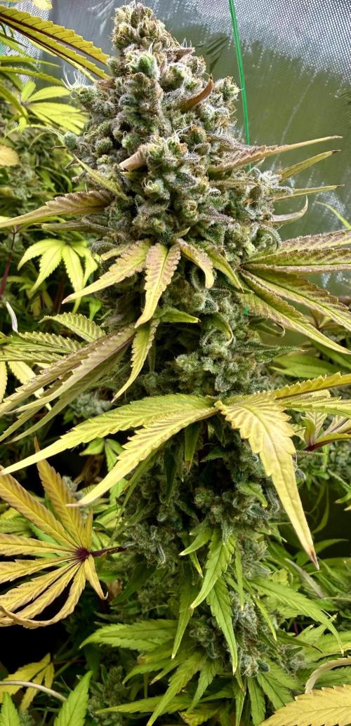 Diesel Dessert. Week 15