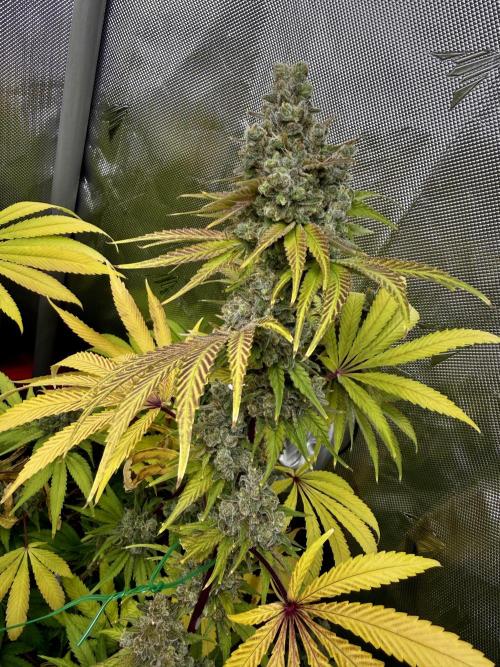 Diesel Dessert. Week 15