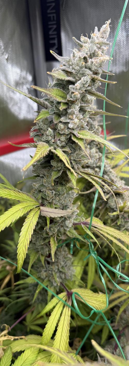 Diesel Dessert. Week 15