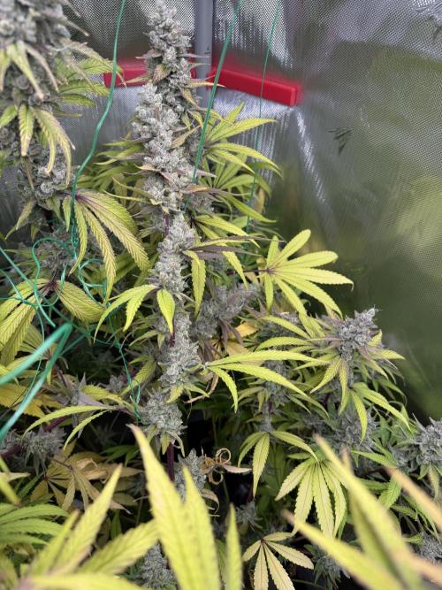 Diesel Dessert. Week 15