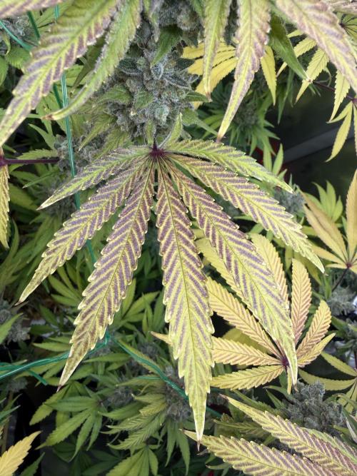 Diesel Dessert. Week 15