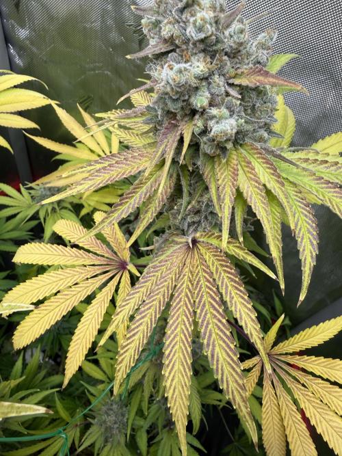 Diesel Dessert. Week 15