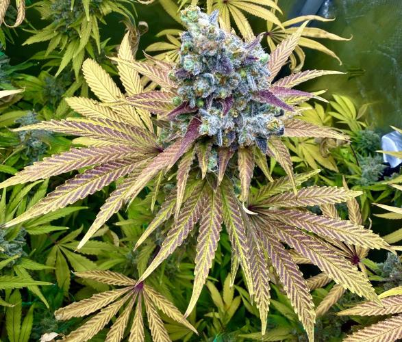 Diesel Dessert. Week 15