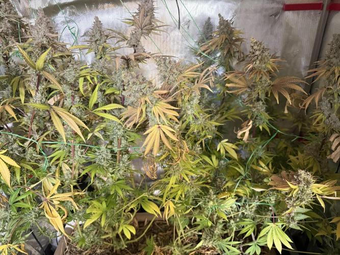 Diesel Dessert. Week 15