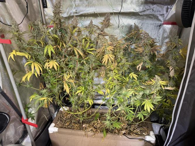 Diesel Dessert. Week 15