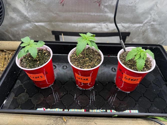 G2 Kush. Week 0
