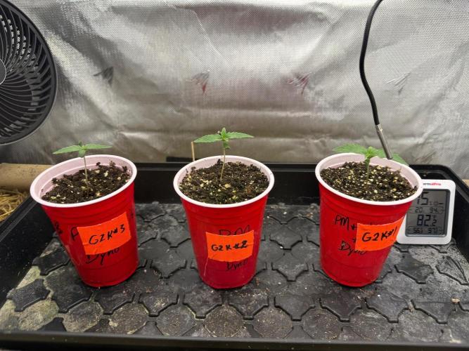 G2 Kush. Week 0