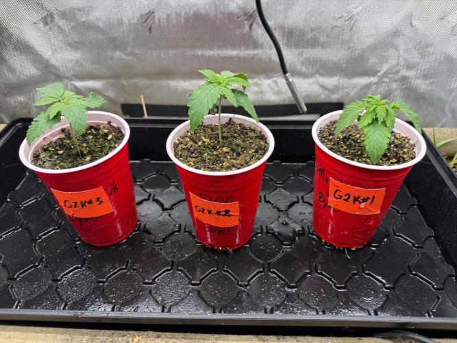 G2 Kush. Week 0