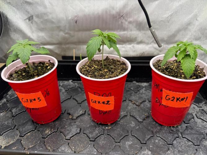 G2 Kush. Week 1