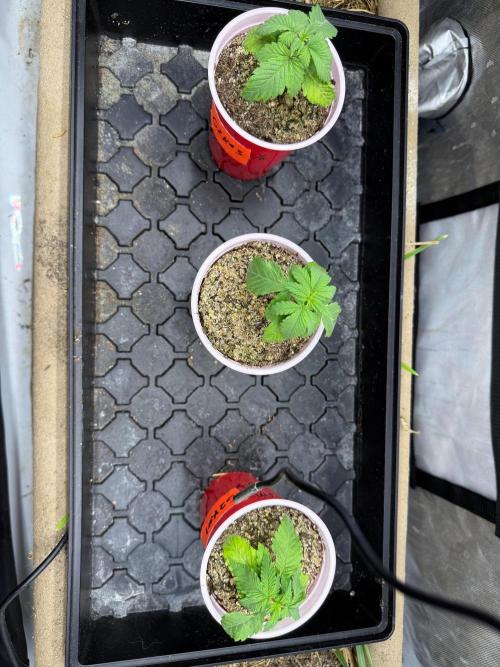 G2 Kush. Week 1
