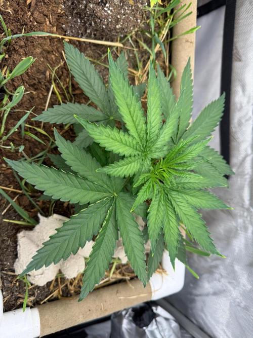 G2 Kush. Week 3