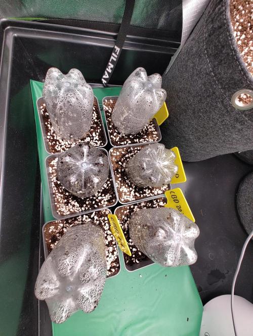 Hyper grow test. Week 0