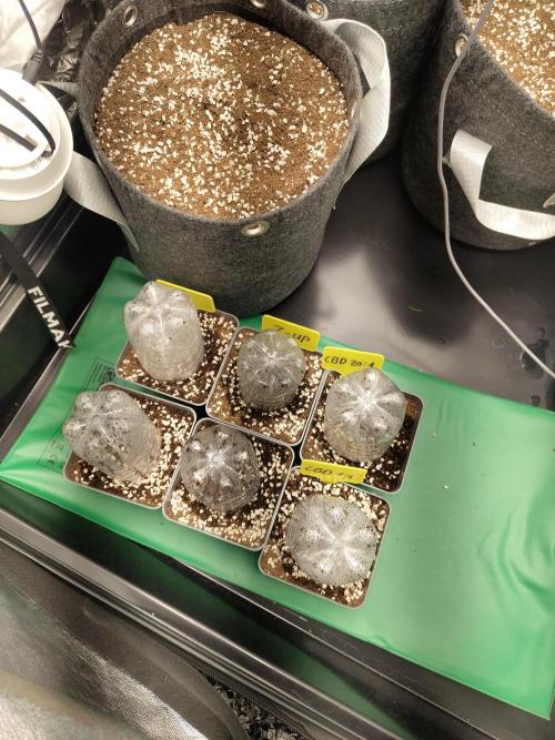 Hyper grow test. Week 0