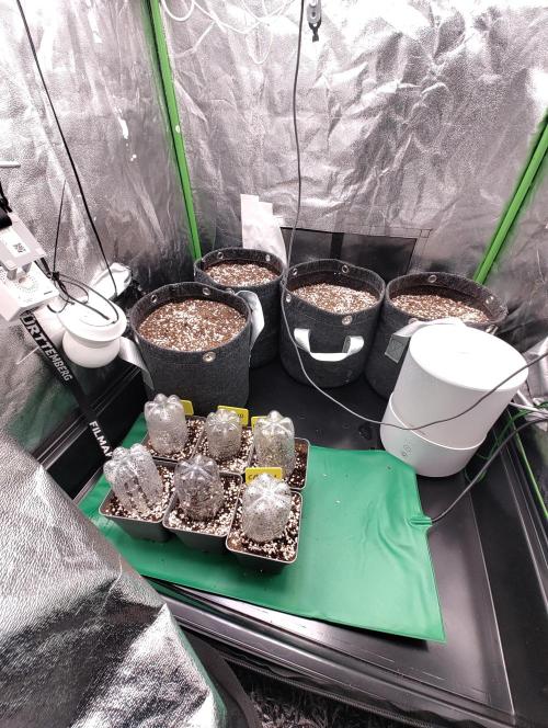 Hyper grow test. Week 0