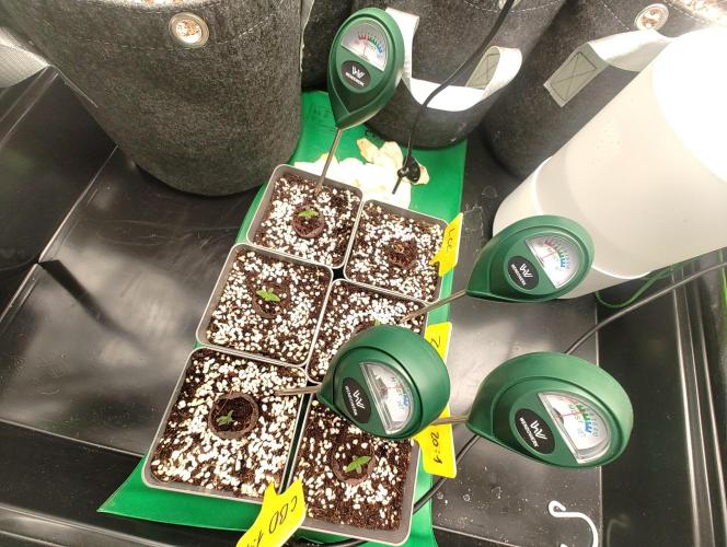 Hyper grow test. Week 1