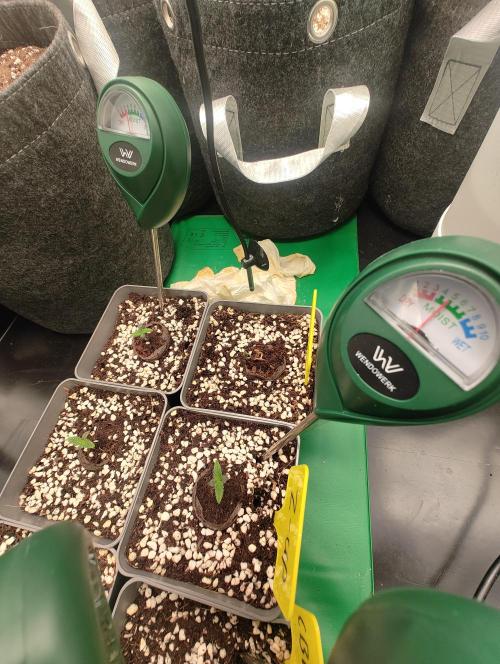 Hyper grow test. Week 1