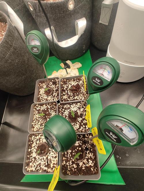 Hyper grow test. Week 1