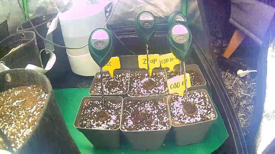 Hyper grow test. Week 1