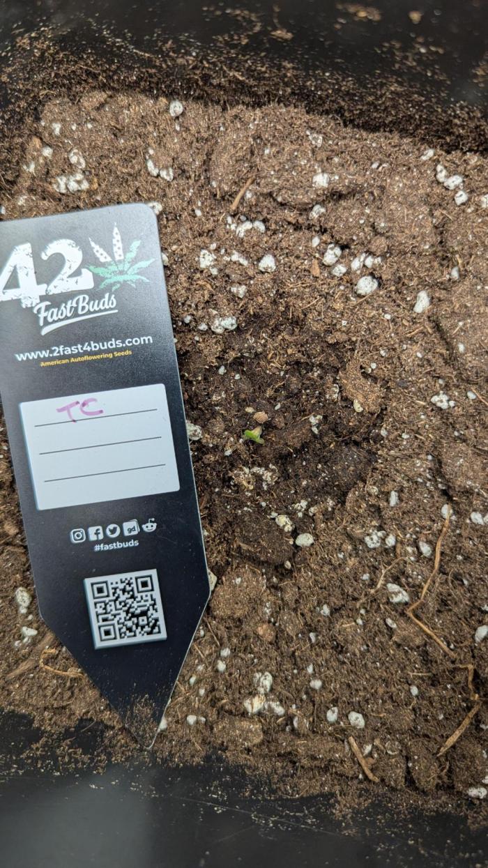 Tropicana Cookies Auto 🌴🍪. Week 1 - First 24hours above ground