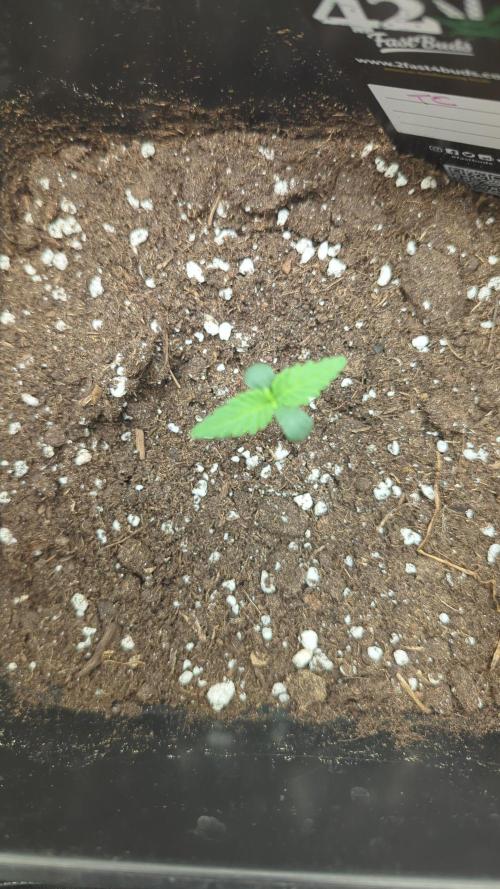 Tropicana Cookies Auto 🌴🍪. Week 2